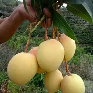 攀枝花芒果苗批发 凯特芒果苗嫁接苗 品种***