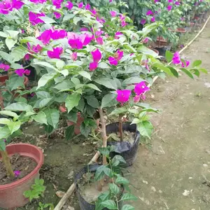 ��������÷���� 50������÷�۸� �컨����÷���� �ϻ�����÷