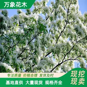 苗圃供应园林绿化 流苏树苗流苏树 存活*** 欢迎惠顾