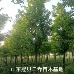 6公分至15公分银杏树,聊城莘县原生冠银杏树基地,银杏树产地上车价格,山东聊城银杏树
