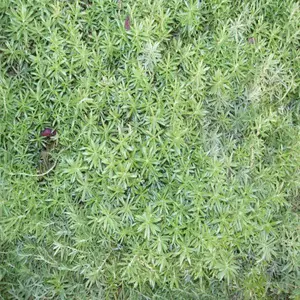 ��ײݼ۸�_��ײ�ͼƬ_��ײݲ���_��ײ��̻���ľ���Ի�
