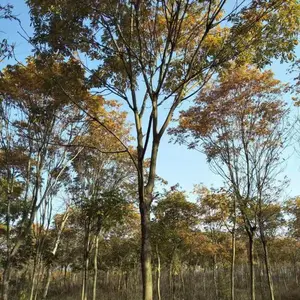 大量出售10-12 公分无患子,江西无患子基地,无患子优势供货