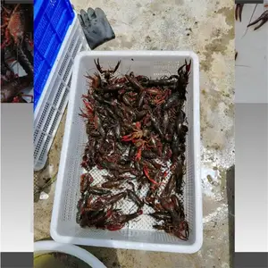 SP ���Ͽ� �߲�ˮ��ʳƷ�� ��ϺϺ������� ����
