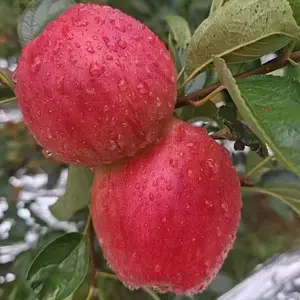 ��ɽ��ԭ���ع�Ӧ������ͨ��ƻ��������ƻ����ԭ�ز�