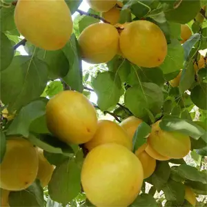 蜜杏树苗批发_荷兰香杏苗_杏树苗规格
