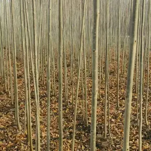 山东济宁邹城速生白蜡树苗基地批发,一年生白蜡小苗产地报价，规格齐全好养易活,白蜡苗木供应商厂家上车价格