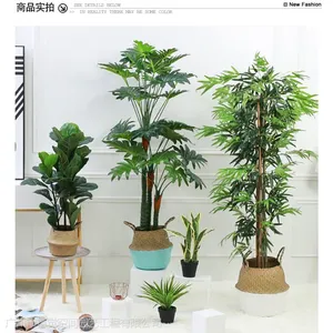 供应广州植物租赁、广州植物租摆服务、植觉空间家庭植物定制