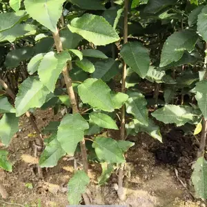 ��Ʒ�ָ���ӣ��������_��������ӣ�������