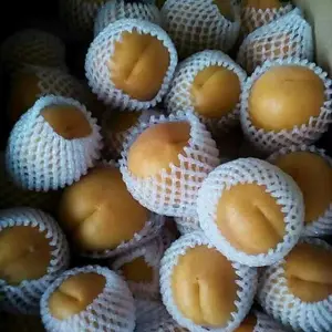供应金太阳杏价格,陕西金太阳杏价格,大棚凯特杏价格,陆地丰源红杏价格。