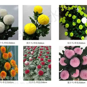 乒乓球菊苗批发