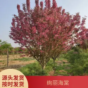 �羰������������ �е�16���ֺ����� �ز�С������ľ