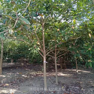 7公分枇杷树不仅便宜还包成活 果实可食用可观赏 锦瑞园林批发