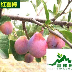 ���ţ��ʺ��½���ֲ��������Ʒ������Щ