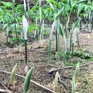 ��������ױڰٲ��춬���Ļƾ�������������