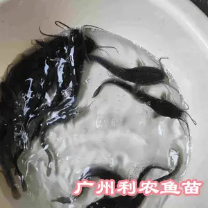 八须胡子鱼苗出售 埃及胡子鲶鱼苗耐养殖鱼