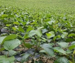�ƽ��⨺�������ֲ���� �ƽ��⨺������������� �ƽ��⨺�����������