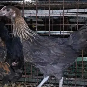 好养的半大鸡苗半大笨鸡苗半大土鸡苗