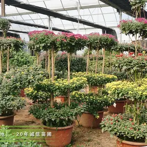 ��ʢ���ع�Ӧ���;ջ�,����Ϸ������,�������ջ�