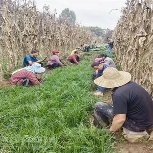 北方西安本地麦冬草基地 细叶麦冬绿化苗木 陕西周至树苗苗圃
