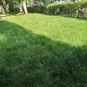 常州草坪种植 常州绿化草坪铺设