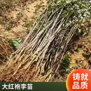�ѹ����� �޽����������޽�һ�Ź������������������������