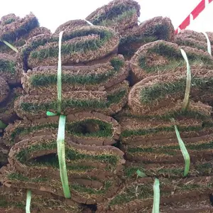 真草坪草皮带泥土四季青种子耐寒别墅庭院带土果岭草皮台湾青草坪
