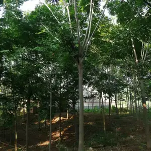 �����۸� 11���������۸�12����������������