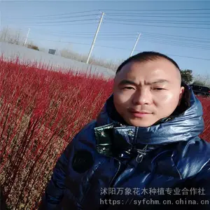 ����ľ ����ľ���� ������֦��ľ ֦���޺�