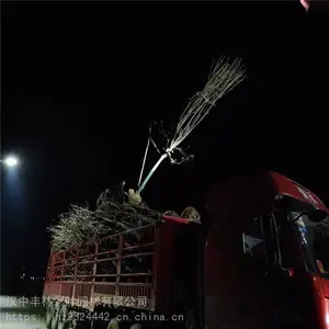 ���ֲ�Ҷ԰�� ��Ҷ���ͺ���ǿ ������Ҷ�� ԰����ֲ