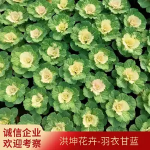 草花批发 时令花卉 冬季花卉 耐寒花卉 工程花苗 羽衣甘蓝供货批发甘蓝