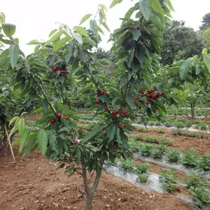 ̩��������ľ��Ӧӣ���磬1����ӣ��������۸�