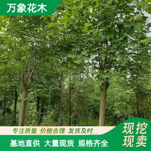 ���Թ�Ӧ .��Ҷ����ľС�� ԰��ͥԺ�쾰ֲ�� ��·ɫ���̻���