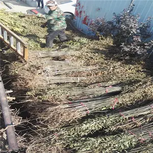 ��ׯũҵ�����㴻��������߲������㴻����Ʒ��***�۸���