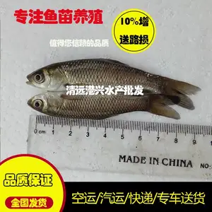 �������ˮ���� ���۲������� ����6-8���ײ����� ȫ���ɻ�***��������