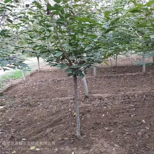 ����ӣ���� ����ӣ���� �̻��������ձ���ӣ ����ũҵ