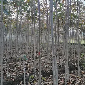 �������л��ع�Ӧ �컨��Ҷ������ �ۻ��컨��Ҷ�� �����̻�����