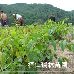 软枣猕猴桃树苗，软枣实生苗，圆枣子小苗