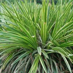 中叶麦冬草批发-重庆中叶麦冬草- 王春雷麦冬草价格