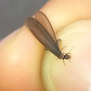 新干家庭除白蚁 上门治理白蚁 白蚁预防***公司