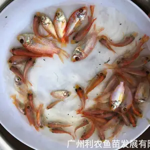 �ӽ����Ʊ����������� �������������� 4-6����