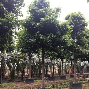 广西秋枫/重阳木