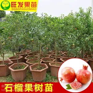 正宗石榴树苗盆栽地栽 南北方种植石榴果树苗 品种正宗优质