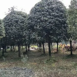 供应朱砂桂 高分枝 精修剪树形