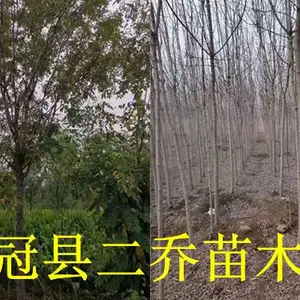 聊城8公分香花槐基地