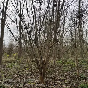 ���ֲ�Ҷ԰�� �̻���ľ 7������ޱ �����ٶȿ�