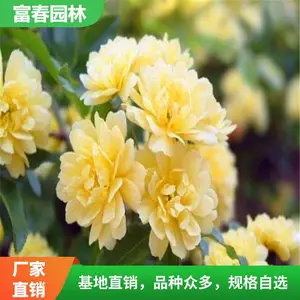 ��ɫľ�㻨������ֲ��Ũ���ļ�Ǿޱ����ͥԺ��������