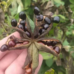 ҩ��ĵ������ԭ�����������