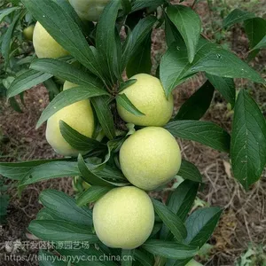 ��÷�����繩Ӧ �޽��������������� 2������������۸�