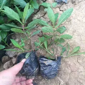 青州马鞭草基地 青州马鞭草