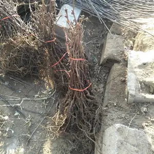 �����޺������� ��̫ʮ������������Ʒ��